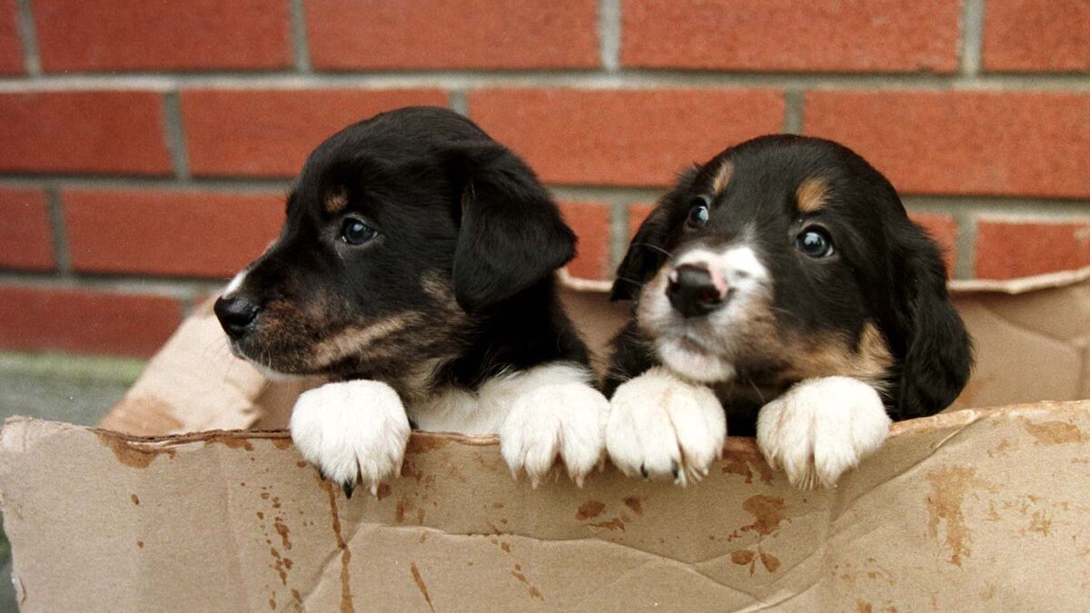 Bill to overhaul rules for dog breeding to go to Cabinet
