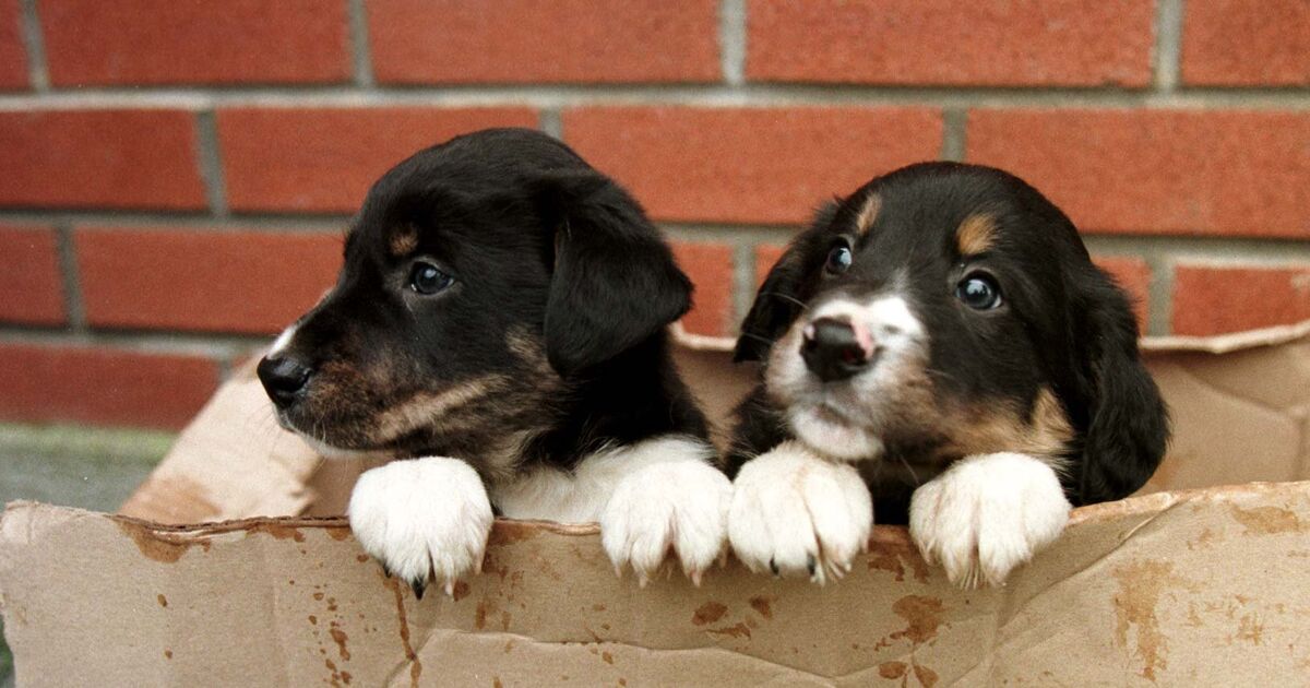 Bill to overhaul rules for dog breeding to go to Cabinet 