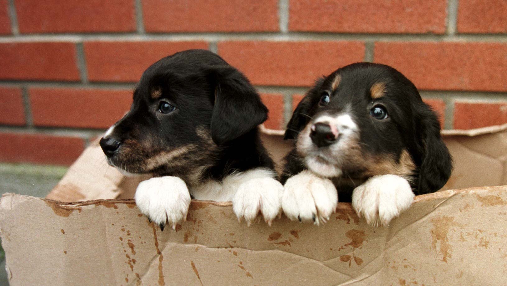 Bill to overhaul rules for dog breeding to go to Cabinet 