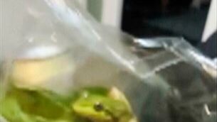 A frog – named Greg by those who found him – inside a salad bag in Esperance, Australia (Laura Jones, Billy Le Pine, Rhys Smoker and Lilli Ashby via AP)
