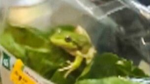 <p>A frog – named Greg by those who found him – inside a salad bag in Esperance, Australia (Laura Jones, Billy Le Pine, Rhys Smoker and Lilli Ashby via AP)</p>