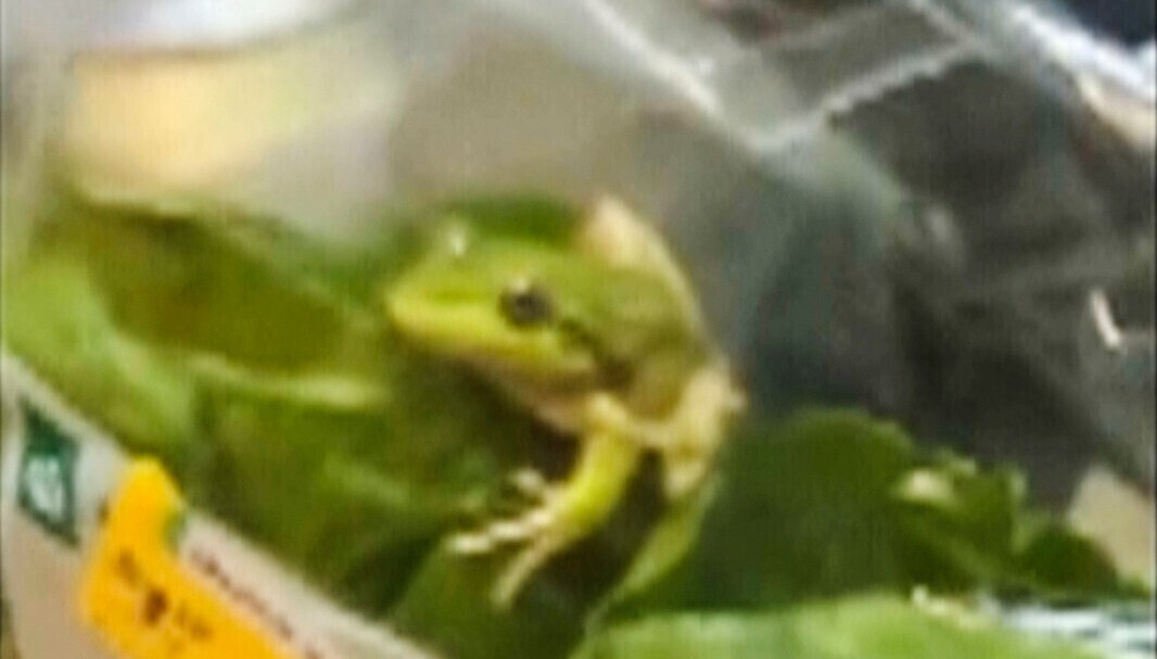 ‘Oh bro, there’s a frog in the lettuce’: Farmer finds ‘Greg’ in salad bag