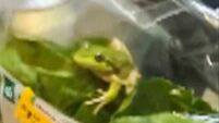 Australia Salad Frog