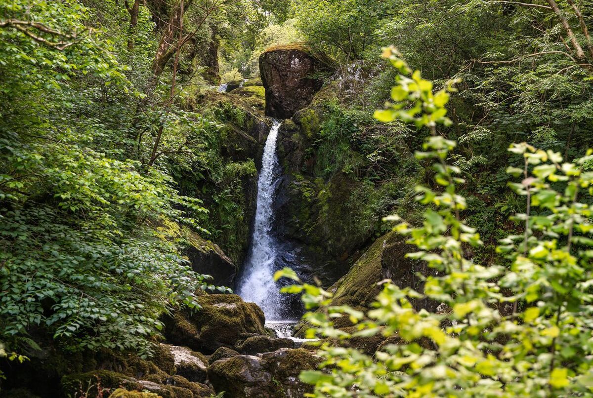 Devil's Glen Forest, Co Wicklow, where Coillte has been working to restore native biodiversity and protect it against invasive species. Devil's Glen Forest, Co Wicklow, where Coillte has been working to restore native biodiversity and protect it against invasive species.