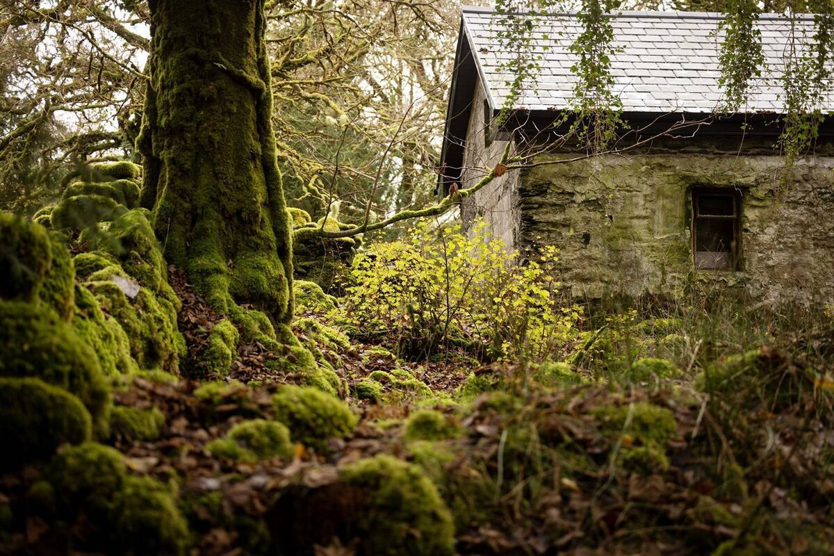 Rossacroo Forest in Co Kerry, where you’ll find the scenic Millennium Park trail, including a restored cottage functioning as a major maternity roost for rare bats. Rossacroo Forest in Co Kerry, where you’ll find the scenic Millennium Park trail, including a restored cottage functioning as a major maternity roost for rare bats.