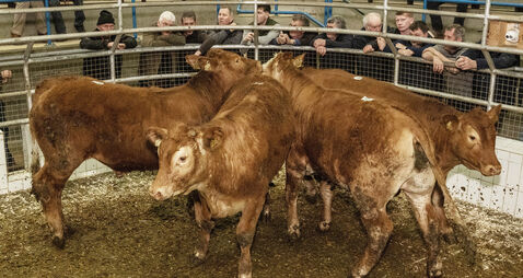 Mart sellers advised to check herd status to comply with new TB rules