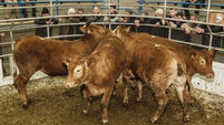 Dairy farmers could suffer €1.3bn financial shock due to milk price collapse