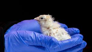 A chick hatched from an artificial environment. (Colossal Biosciences via AP)