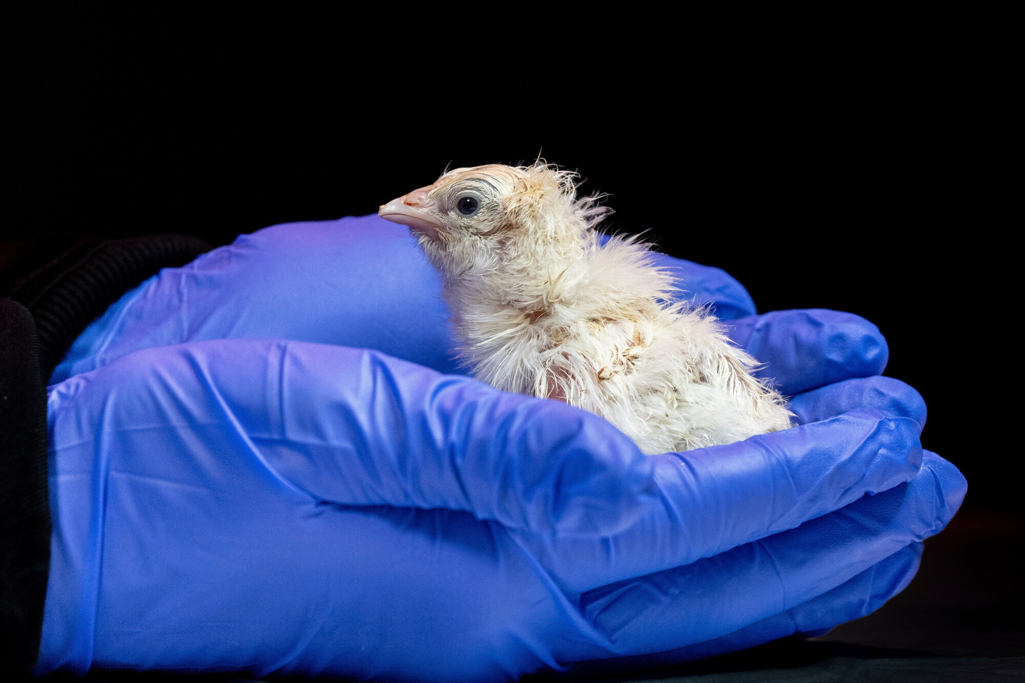 US biotech company hatches live chicks from an artificial eggshell