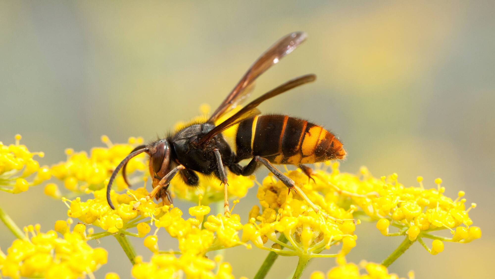 New national partnership hopes to manage invasive species