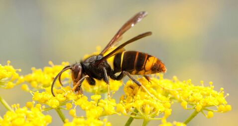 Vespa velutina