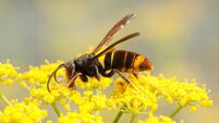 Vespa velutina