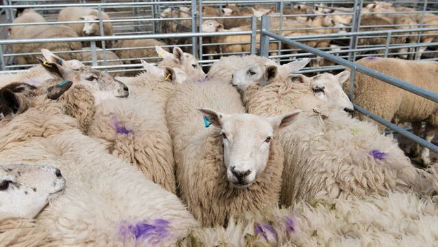 <p>The word is spreading that, following the end of the Eid al-Adha Muslim festival next week, the hogget trade will come under pressure, ending a long, steady run of firm prices for the 2025 crop.</p>