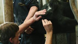 <p>On farms, there is always some pressing urgency or emergency. Livestock comes first. Weather comes first. Silage comes first. The result is the farmer's own health often gets shuffled lower and lower down the list.</p>