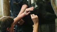 Dairy cattle eye check
