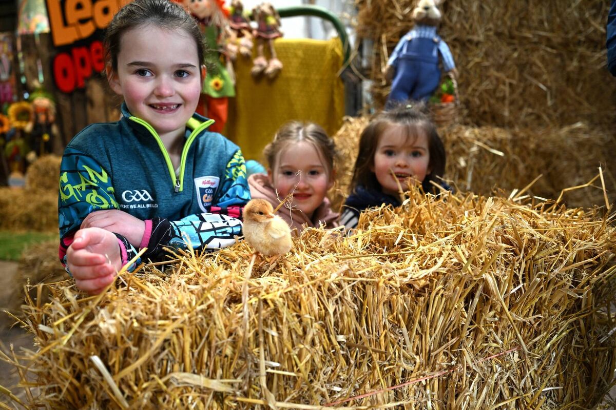 Sisters Ciara and Kate O'Mahony and Lucy Desmond meet a newly hatched chick at Leahy's Open Farm, Dungourney, Co Cork, open 10am to 6pm throughout the Easter holidays. Also, the newly born pet lambs Troy & Paudie born on 1st March 2026, are bottle fed three-times daily on the farm at 11am, 1pm and 5pm. Picture: Larry Cummins Sisters Ciara and Kate O'Mahony and Lucy Desmond meet a newly hatched chick at Leahy's Open Farm, Dungourney, Co Cork, open 10am to 6pm throughout the Easter holidays. Also, the newly born pet lambs Troy & Paudie born on 1st March 2026, are bottle fed three-times daily on the farm at 11am, 1pm and 5pm. Picture: Larry Cummins