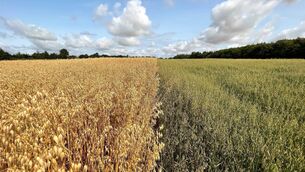 <p>An oat trial field at Teagasc, Oak Park, Co Carlow, where diverse varieties were cultivated for the NutriOats project by Atikur Rahman and Ewen Mullins. Picture: André Brodkorb. </p>