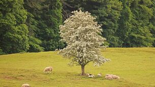 <p>Whitethorn is ideal hedging for land division, it provides food for caterpillars and bees, cover for some mammals, enables pollination, and creates nesting areas for birds. Picture: Eamonn Farrell/ RollingNews.ie</p> <p>Whitethorn is ideal hedging for land division, it provides food for caterpillars and bees, cover for some mammals, enables pollination, and creates nesting areas for birds. Picture: Eamonn Farrell/ RollingNews.ie</p>