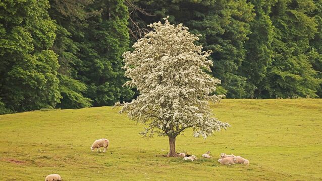 <p>Whitethorn is ideal hedging for land division, it provides food for caterpillars and bees, cover for some mammals, enables pollination, and creates nesting areas for birds. Picture: Eamonn Farrell/ RollingNews.ie</p>