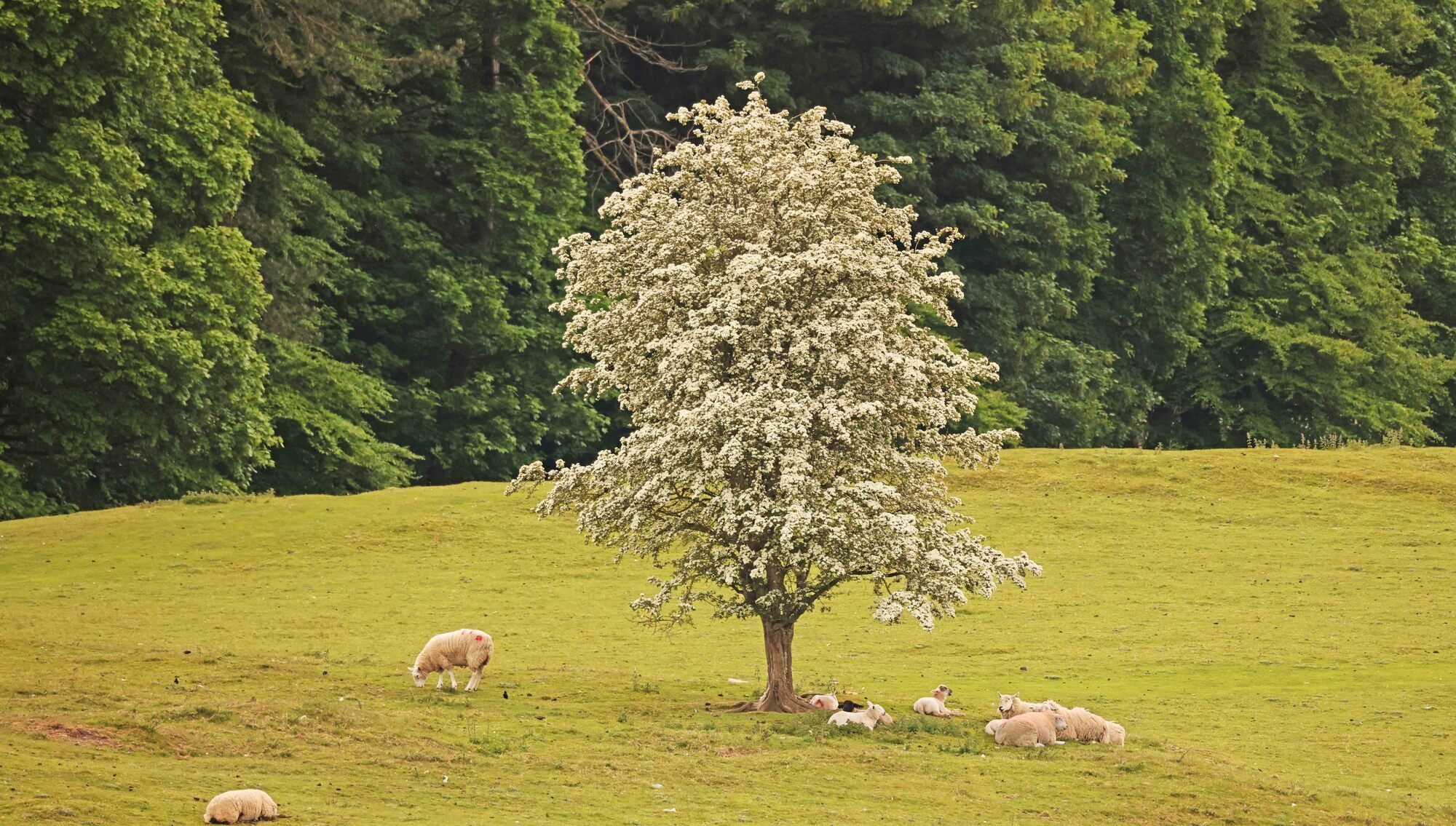 Thorny tales: Whitethorn may owe its abundance to prickly folklore
