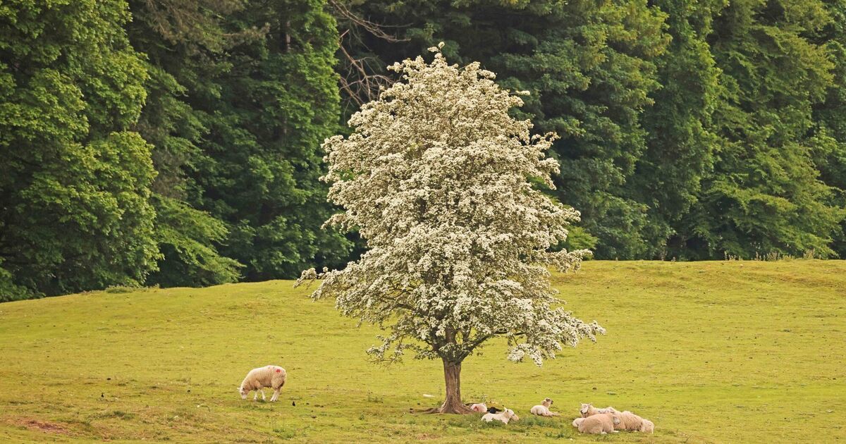 Thorny tales: Whitethorn may owe its abundance to prickly folklore