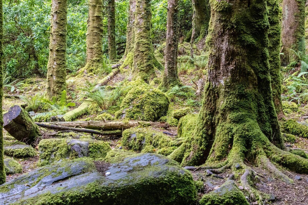 Native woodlands are critically important for our native biodiversity, yet cover just 1% of our land area. Native woodlands are critically important for our native biodiversity, yet cover just 1% of our land area.
