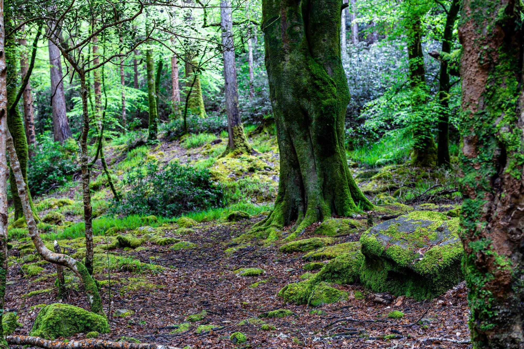 Jennifer Horgan: The Irishman saving the Amazon and why we need our native trees