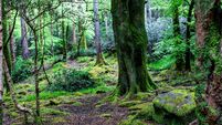 Fairytale Forest, Killarney National Park, Ireland