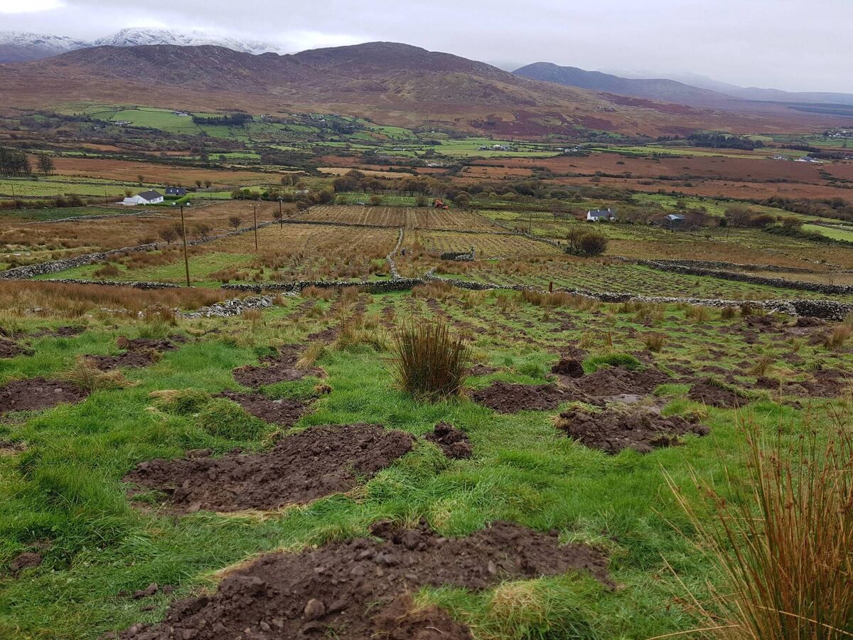 A Sitka spruce forest: Fintan Kelly, senior land use officer at the Irish Environmental Network suggests Ireland has a forestry model that has prioritised low-quality timber production over ecosystem and community health. A Sitka spruce forest: Fintan Kelly, senior land use officer at the Irish Environmental Network suggests Ireland has a forestry model that has prioritised low-quality timber production over ecosystem and community health.