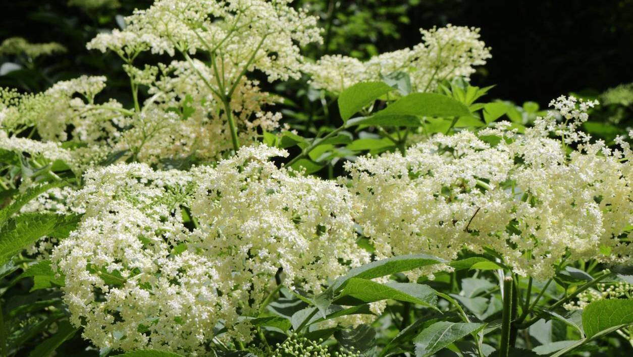 Cork pensioner smashed neighbour’s windscreen in row over flowers planted in ditch