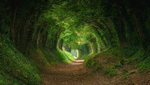 <p>Colm O'Regan: 'In case you are living under a rock, which some fairies do actually, the fairies are said to be the Tuatha De Danann who were driven underground by us, the Gaels who bulldozed through their lands without planning permission.' Picture: iStock.</p> <p>Colm O'Regan: 'In case you are living under a rock, which some fairies do actually, the fairies are said to be the Tuatha De Danann who were driven underground by us, the Gaels who bulldozed through their lands without planning permission.' Picture: iStock.</p>