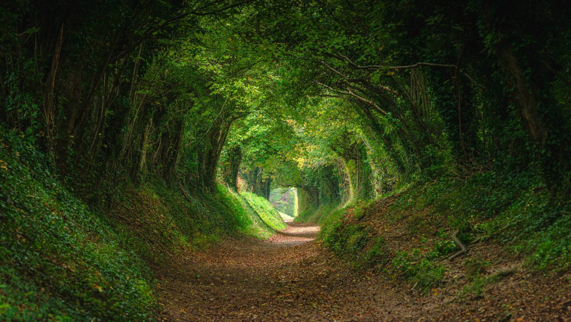 Colm O'Regan: Leave the fairy trees alone — a light trim will do