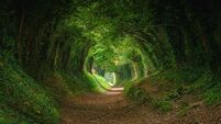 Magical forest path and tree tunnel at sunrise on spring