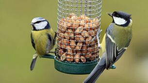 <p>BirdWatch Ireland suggests no feeding is the best approach from May to October. File picture</p>