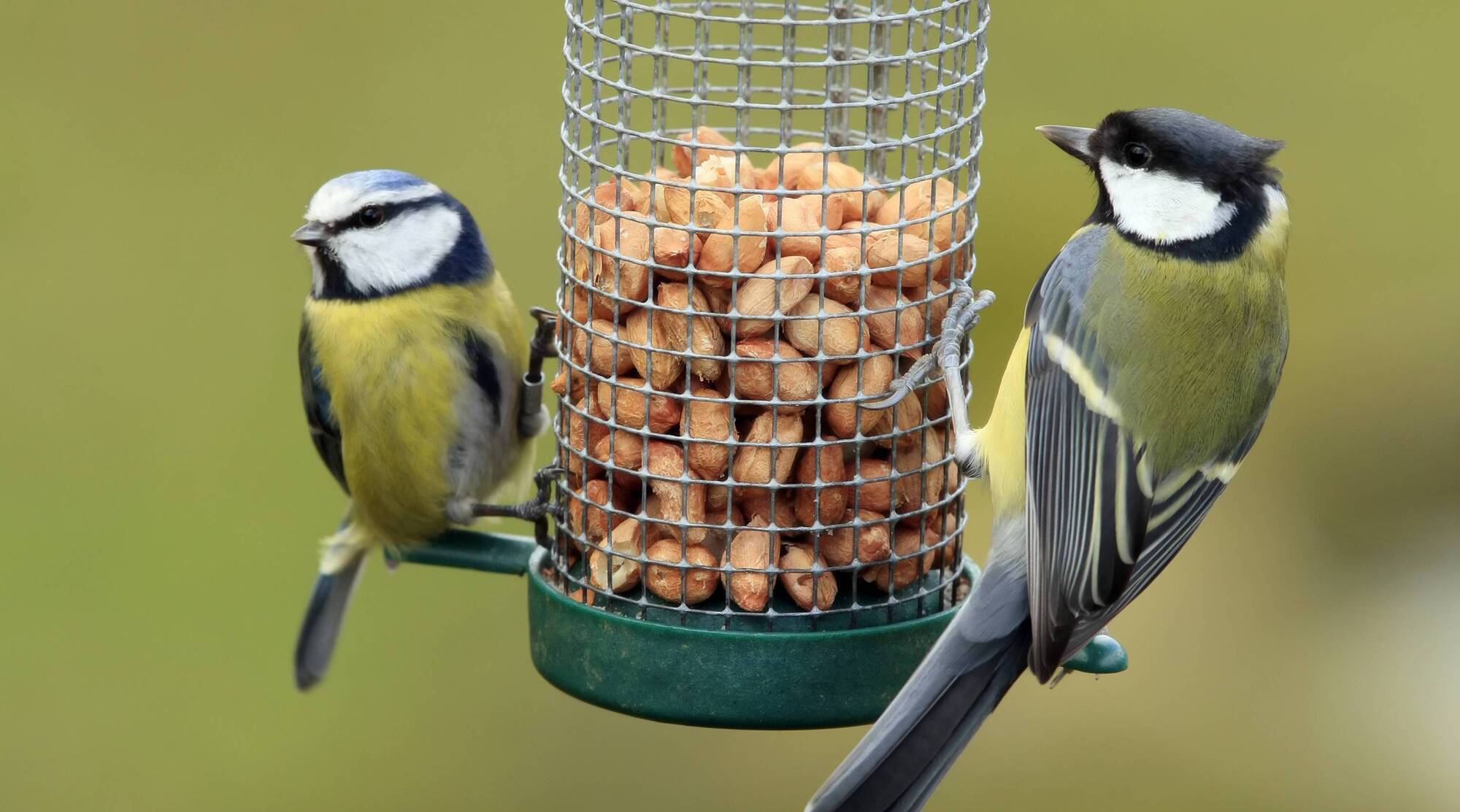 Garden Q&A: Should we change our bird-feeding practices in summer?