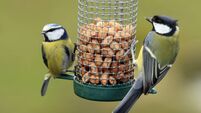 Great and Blue Tit Feeding