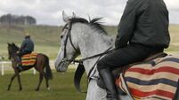 Schooling the Racehorses
