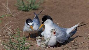 <p>Louth County Council’s Baltray Little Terns Conservation, which received funding last year and was successful in its application this year, produced 250 fledglings in 2025.</p> <p>Louth County Council’s Baltray Little Terns Conservation, which received funding last year and was successful in its application this year, produced 250 fledglings in 2025.</p>