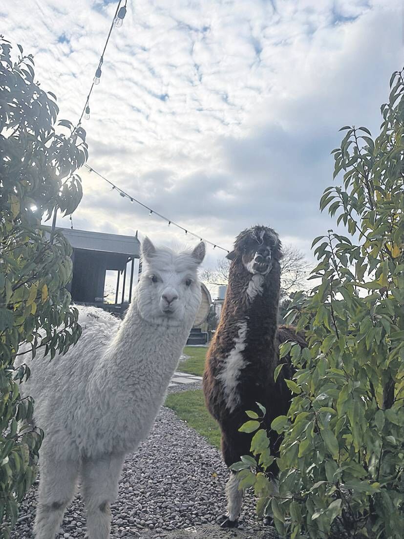 Alpaca duo, Amy Winehouse and Rainey, are very popular with visitors to the Smyth family farm, at Bridgefield Castlemartyr, Co Cork. 
