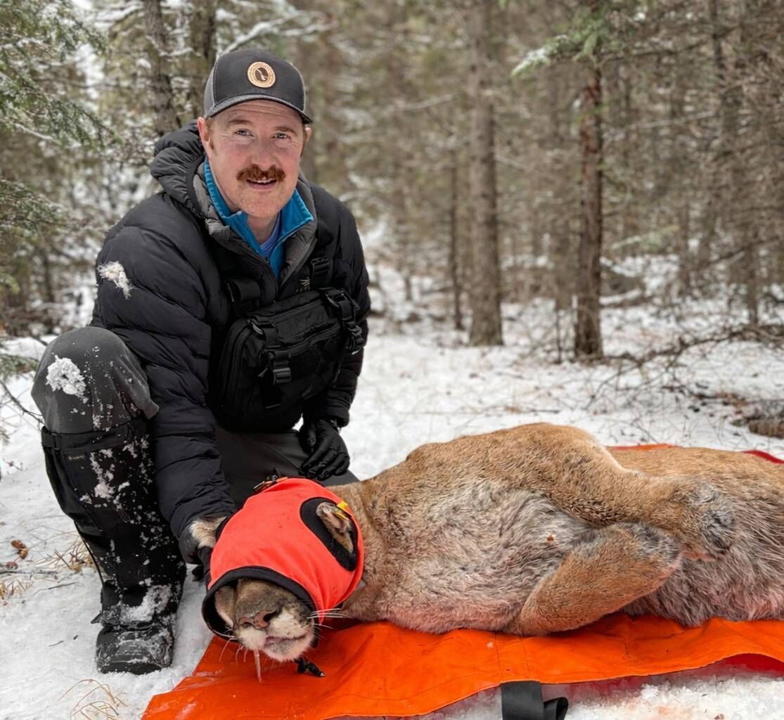 Senior wildlife biologist Shane White placing a GPS radio collar on an immobolised cougar. Senior wildlife biologist Shane White placing a GPS radio collar on an immobolised cougar.