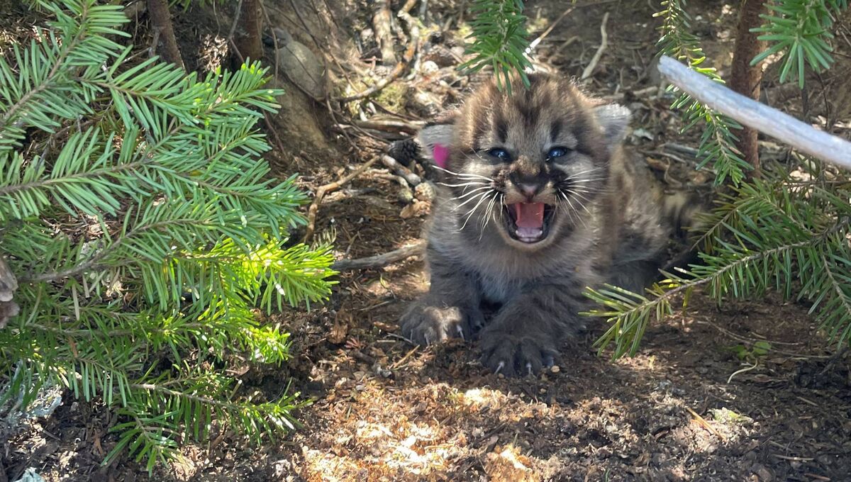 Mr White’s work of late focuses predominantly on cougar research in Canada’s Cariboo region. Mr White’s work of late focuses predominantly on cougar research in Canada’s Cariboo region.
