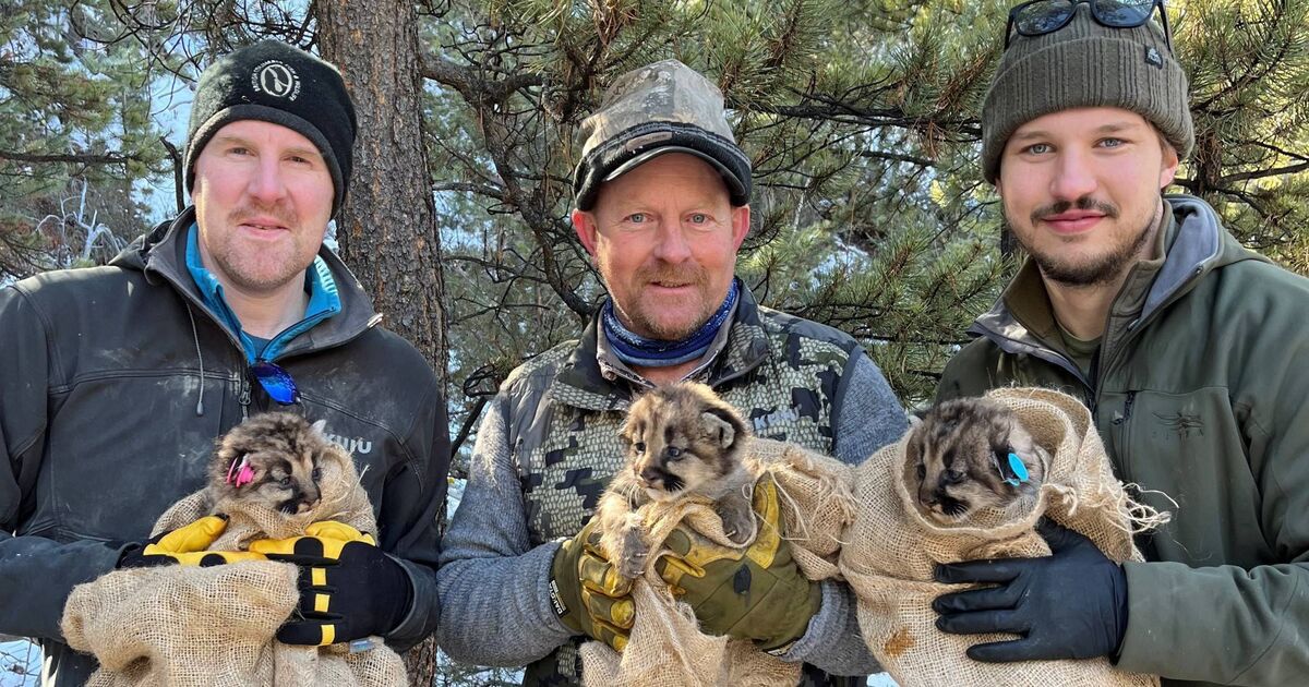 Meet the Cork biologist risking his life to track cougars and grizzly bears in Canadian wilderness