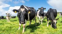 Joe McNamee: It’s been a long time since Ireland’s farmers were able to feed the island