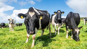 <p>Dairy cows on the farm of Tomas Griffin, Timoleague Picture: Andy Gibson.</p>