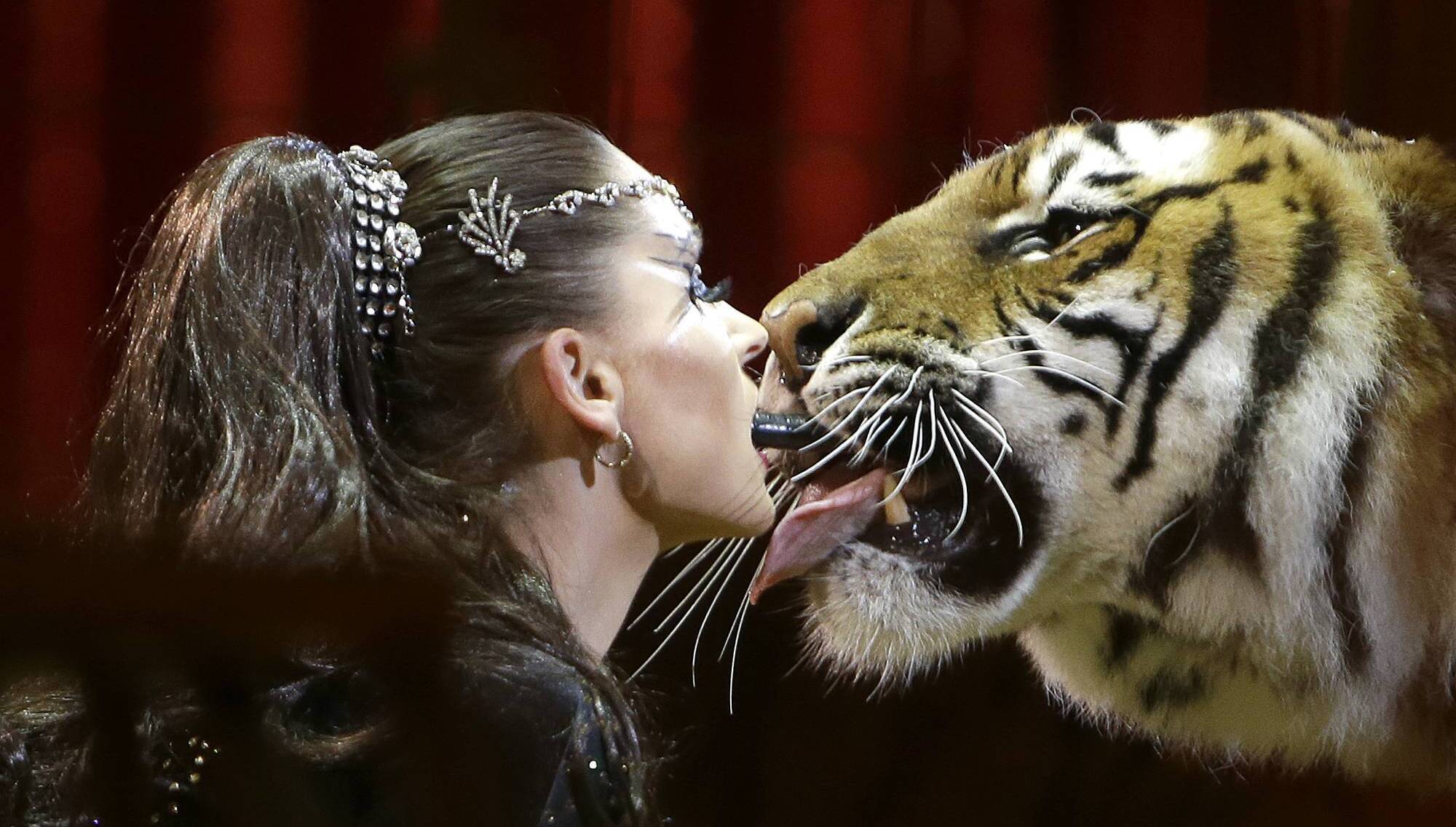 Big cat belonging to ‘Tiger Queen’ shot dead after mauling keeper and escaping