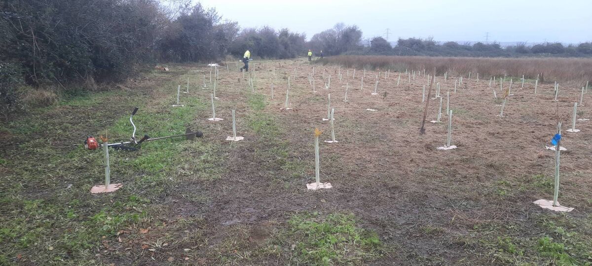 Tree planting near Gas Networks Ireland’s AGI in Baldrumman, Co. Dublin. 