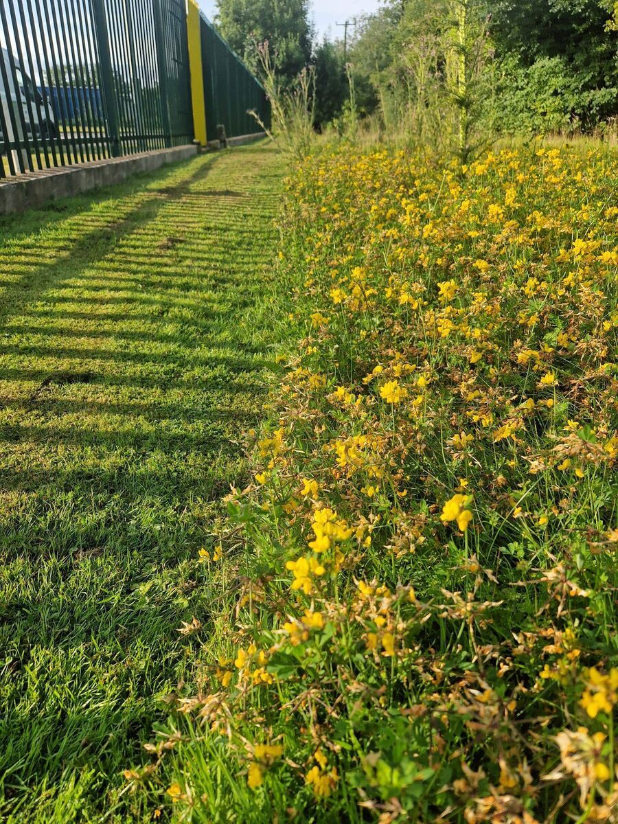Wildflowers planted at Gas Networks Ireland’s AGI in Carrigtwohill, Co Cork. 