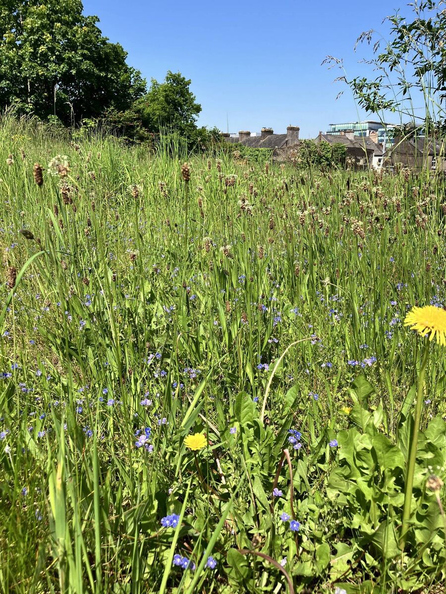 Wildflower meadow at Gas Networks Ireland’s headquarters. 