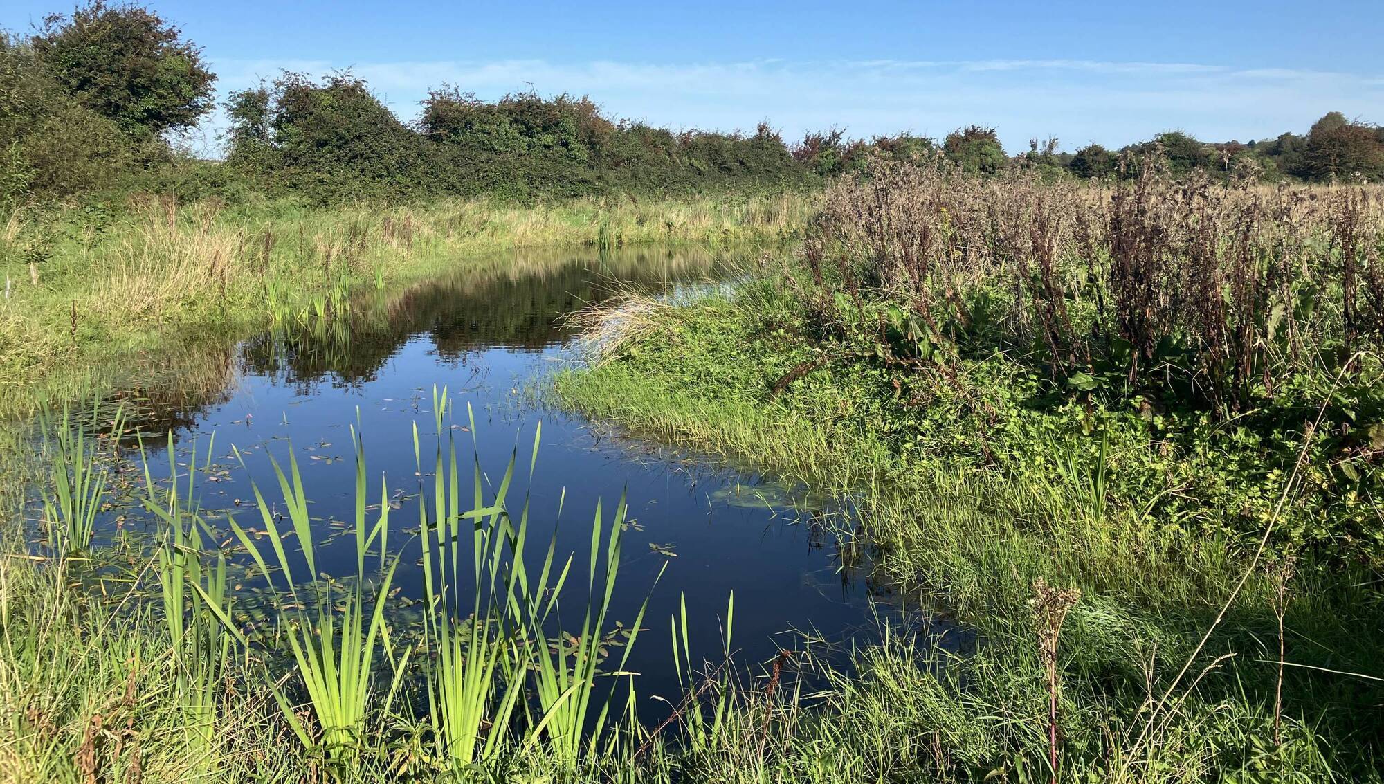 Gas Networks Ireland, committed to conserving and enhancing biodiversity