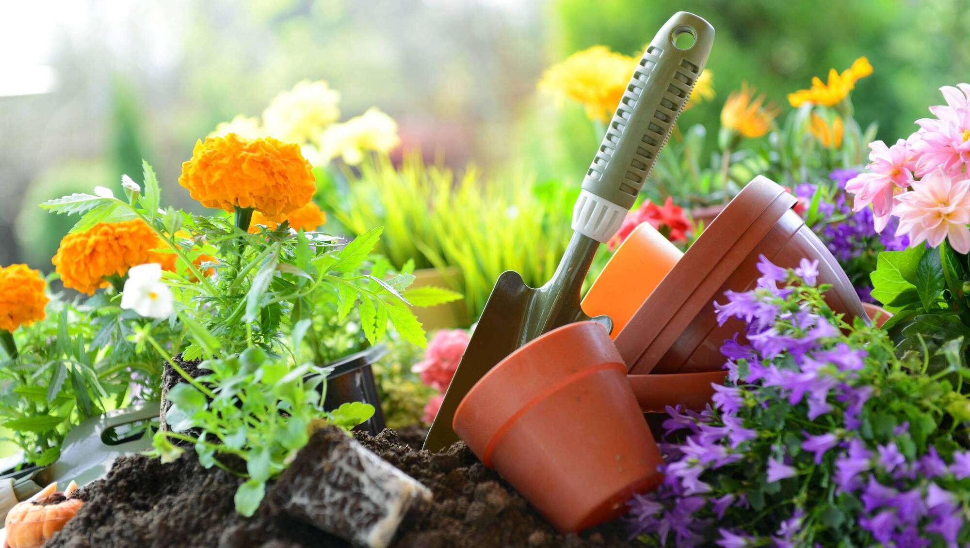 Garden Digest: Events to help you boost the room outside